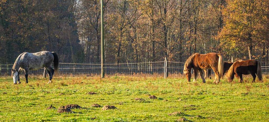 Drei Pferde auf der Weide bei Sonnenaufgang – vertraut und achtsam im Umgang mit Mensch und Tier.“