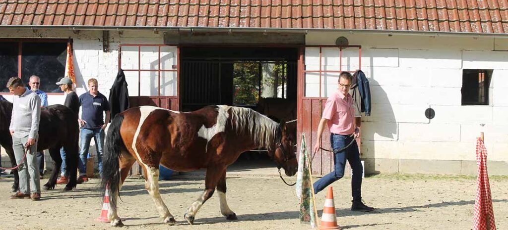 Systemisches Coaching für Führungskräfte – Business Coaching, Führungskräftetraining und Seminare für nachhaltige Entwicklung, inklusive Naturcoaching und Coaching mit Pferden