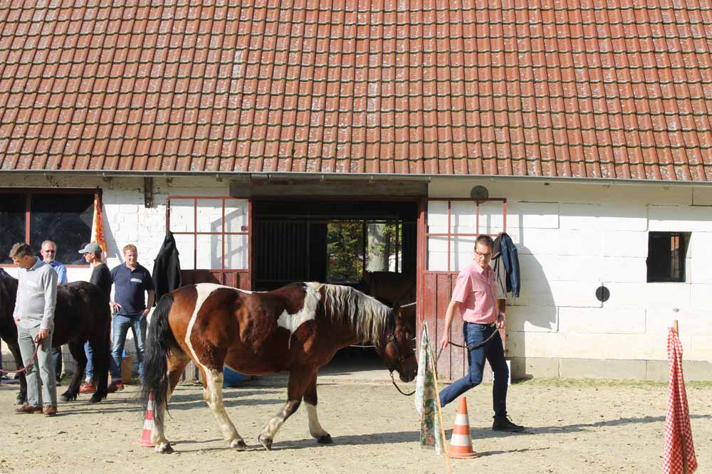 Systemisches Coaching für Führungskräfte – Business Coaching, Führungskräftetraining und Seminare für nachhaltige Entwicklung, inklusive Naturcoaching und Coaching mit Pferden